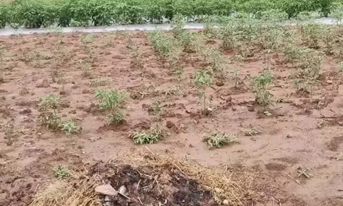 Jammu Kashmir: बड़ी मुसीबत में किसान, अब खड़ी हुई ये समस्या Jammu Kashmir: बड़ी मुसीबत में किसान, अब खड़ी हुई ये समस्या