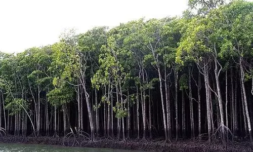 दिवा-मुंब्रा मैंग्रोव का व्यापक क्षरण: तत्काल पर्यावरणीय कार्रवाई का आह्वान