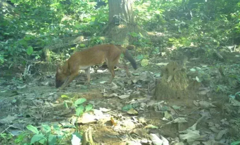 Assam: काजीरंगा में वर्षों बाद देखा गया एशियाई जंगली कुत्ता Assam: काजीरंगा में वर्षों बाद देखा गया एशियाई जंगली कुत्ता