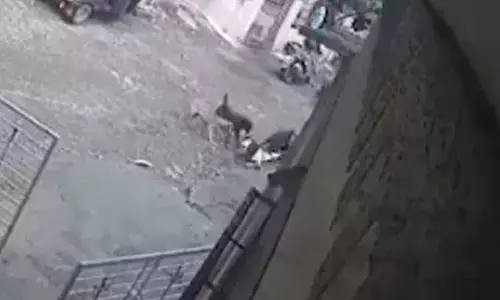 Thane : डोंबिवली में आवारा कुत्तों ने छह साल के बच्चे को नोच डाला, घटना सीसीटीवी में कैद