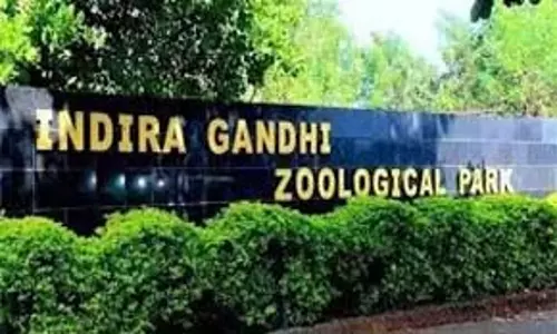 Vizag चिड़ियाघर ने नए शिशु भारतीय गौर का स्वागत किया