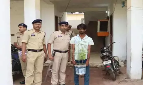 घर से मिला गांजे का पौधा, उगाने वाला गिरफ्तार