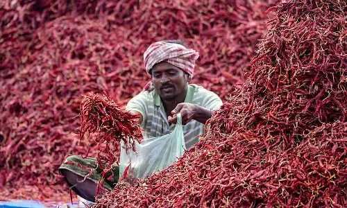 सूखी मिर्च: कीमत ₹50,000 से घटकर ₹6,000 हुई सूखी मिर्च: कीमत ₹50,000 से घटकर ₹6,000 हुई
