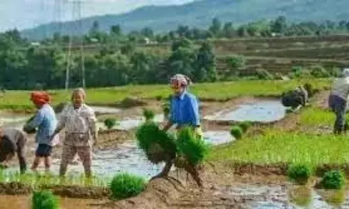 Telangana: रायतु भरोसा, बारिश से कृषि गतिविधियों को बढ़ावा मिला