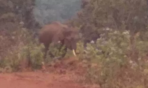 हाथी के हमले में जुआंग निवासी की मौत