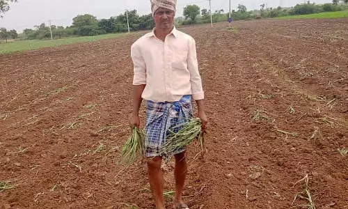 Karnataka: आठ एकड़ मक्का की फसल कीचड़ से ढक गई
