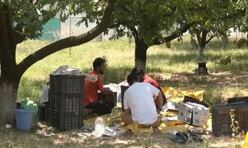 Srinagar में खूबानी की अच्छी पैदावार हुई, किसानों ने फसल के मौसम पर खुशी जताई