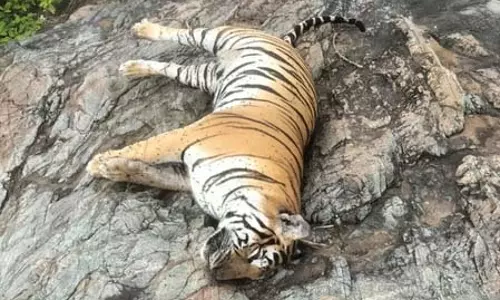गाय की मौत के बदले पांच बाघों को जहर देने पर दो गिरफ्तार