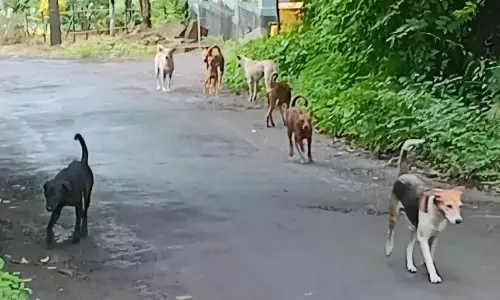 Kerala : आवारा कुत्तों ने कुन्नमकुलम शहर पर कब्जा कर लिया