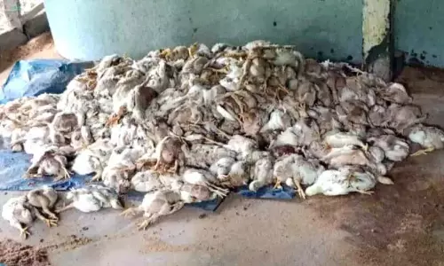 Kerala : आवारा कुत्तों ने 450 मुर्गियों को मार डाला