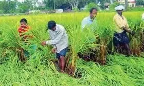 Andhra: कई इलाकों में बारिश के बाद किसानों ने धान की नर्सरी तैयार की