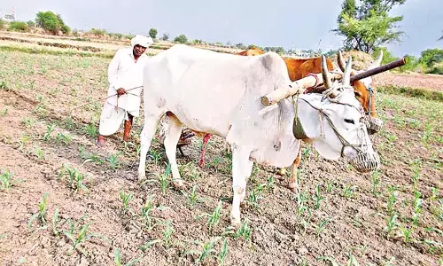 Andhra : 47.77 लाख किसान परिवारों के लिए अन्नदत्त सुखीभव-पीएम किसान