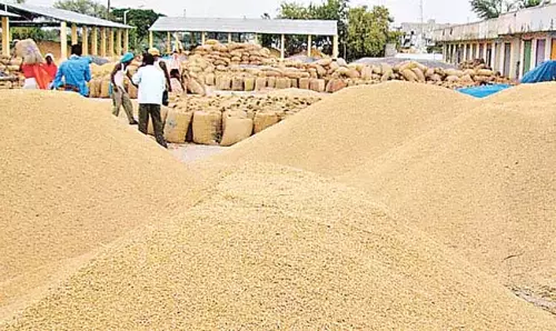 Andhra : वाईएसआरसीपी शासन के दौरान चावल उत्पादन में गिरावट