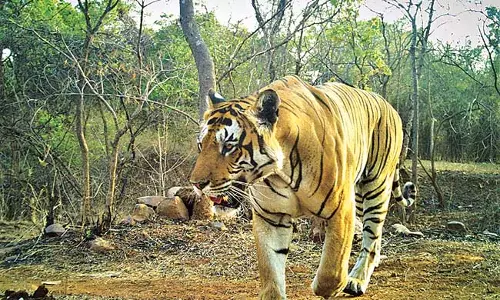 कवाल टाइगर रिजर्व फॉरेस्ट: महाराष्ट्र में बाघ आ रहे हैं