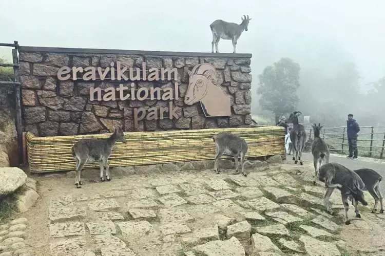 Kerala : एराविकुलम नेशनल पार्क को भारत के सर्वश्रेष्ठ का ताज पहनाया गया