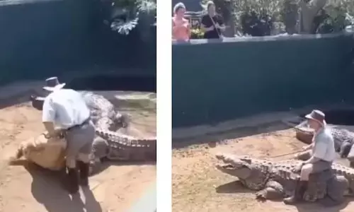 शख्स ने मगरमच्छ की पीठ पर बैठ किया ऐसा स्टंट, देखें VIDEO