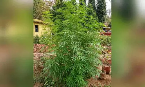 शमशाबाद के एक घर में गांजे के पौधों का समूह.. मालिक गिरफ्तार शमशाबाद के एक घर में गांजे के पौधों का समूह.. मालिक गिरफ्तार