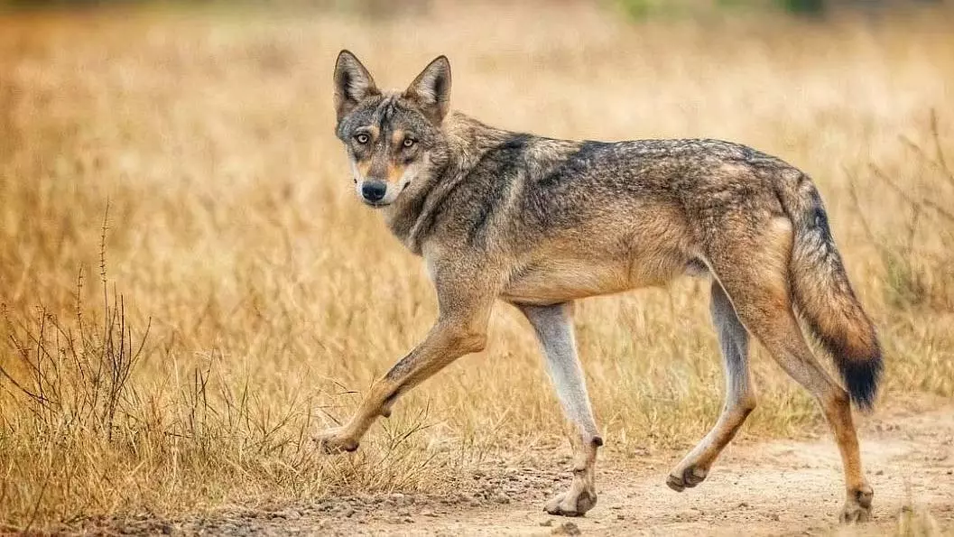 अब पुणे जिले में जंगल सफारी का आनंद लें कदबनवाड़ी घास के मैदान इको-टूरिज्म के लिए खुले अब पुणे जिले में जंगल सफारी का आनंद लें कदबनवाड़ी घास के मैदान इको-टूरिज्म के लिए खुले