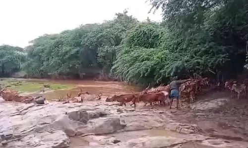 Chamarajanagar : गोबर माफिया से बाघों की जान को खतरा
