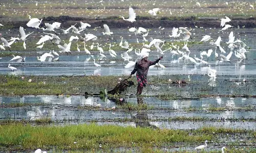 Kerala के कोले किसान संकट में: धान के भुगतान में देरी और प्रोत्साहन राशि में कमी