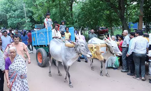Kisan Mela : आम और कटहल के केक ने खींचा ध्यान Kisan Mela : आम और कटहल के केक ने खींचा ध्यान
