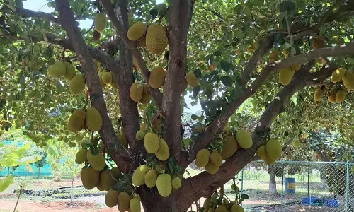 Kolar : उद्यानिकी महाविद्यालय का यह कटहल बागान अब पचास साल पुराना हो गया Kolar : उद्यानिकी महाविद्यालय का यह कटहल बागान अब पचास साल पुराना हो गया