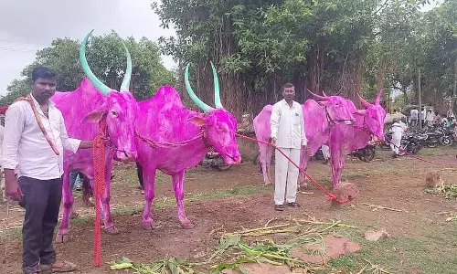 अच्छा मानसून: पशुधन खरीद में तेजी अच्छा मानसून: पशुधन खरीद में तेजी