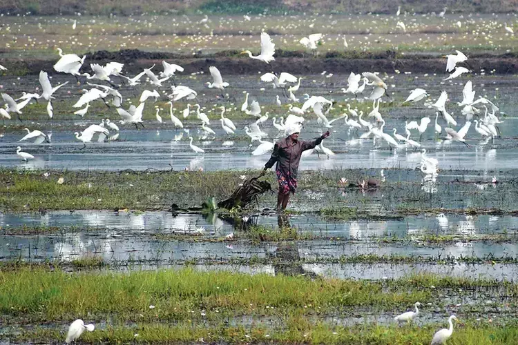 Kerala के कोले किसान संकट में धान के भुगतान में देरी और प्रोत्साहन राशि में कमी
