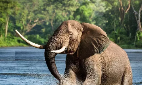 Kerala ; पोंगनचुवाडु की ऊंचाइयों पर घूम रहे हैं जंगली हाथी