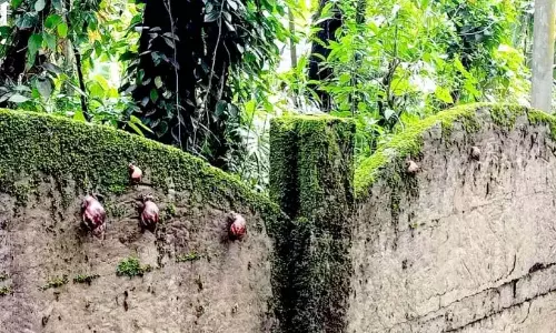 Kerala : चेरावल्लूर के निवासी अफ्रीकी घोंघे के संक्रमण से जूझ रहे