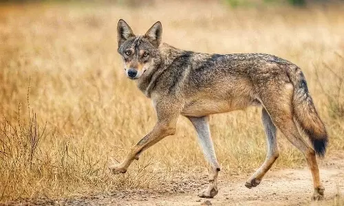 अब पुणे जिले में जंगल सफारी का आनंद लें कदबनवाड़ी घास के मैदान इको-टूरिज्म के लिए खुले अब पुणे जिले में जंगल सफारी का आनंद लें कदबनवाड़ी घास के मैदान इको-टूरिज्म के लिए खुले