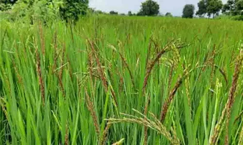 Telangana में बारिश की कमी से खरीफ की बुआई प्रभावित, धान उत्पादन पर खतरा