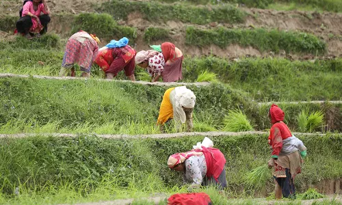 कीचड़ उछालते और गाते हुए Nepal ने चावल और रीति-रिवाजों का जश्न मनाते हुए धान दिवस मनाया कीचड़ उछालते और गाते हुए Nepal ने चावल और रीति-रिवाजों का जश्न मनाते हुए धान दिवस मनाया