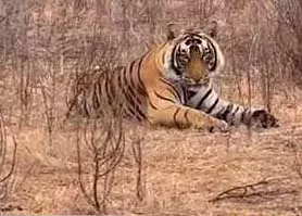 आज टाइगर रिजर्व में घूमने का आखिरी मौका, तीन महीने के लिए रहेगा बंद आज टाइगर रिजर्व में घूमने का आखिरी मौका, तीन महीने के लिए रहेगा बंद