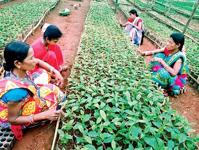 Odisha : नर्सरियों के माध्यम से गरीबों को वित्तीय सुरक्षा Odisha : नर्सरियों के माध्यम से गरीबों को वित्तीय सुरक्षा