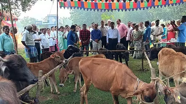AP: डेयरी की संभावनाओं को बढ़ावा देने के लिए सब्सिडी वाली लिंग-सॉर्टेड वीर्य योजना AP: डेयरी की संभावनाओं को बढ़ावा देने के लिए सब्सिडी वाली लिंग-सॉर्टेड वीर्य योजना