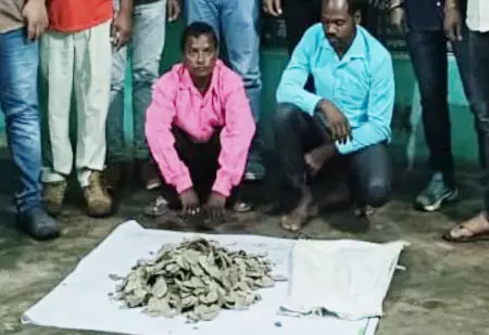 करोड़ों रुपए की पैंगोलिन की स्केल बरामद, दो तस्कर गिरफ्तार करोड़ों रुपए की पैंगोलिन की स्केल बरामद, दो तस्कर गिरफ्तार