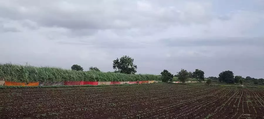 Bidar : फसलों की सुरक्षा के लिए साड़ी बाड़ Bidar : फसलों की सुरक्षा के लिए साड़ी बाड़