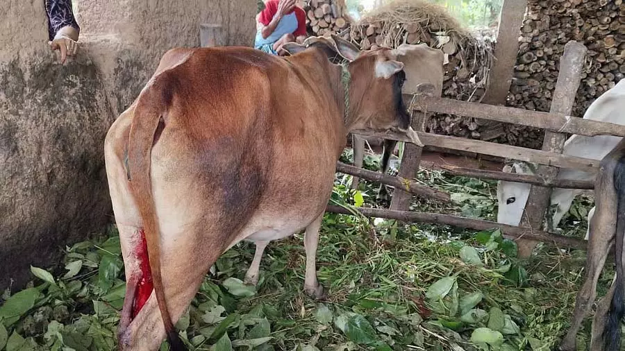 Shivamogga: कथित तौर पर गाय के थन काटने के खिलाफ शिकायत दर्ज Shivamogga: कथित तौर पर गाय के थन काटने के खिलाफ शिकायत दर्ज