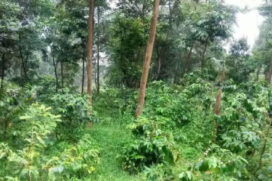 Kalimpong में कॉफी ब्रांडिंग की महक, राज्य सरकार की पहल पर ध्यान केंद्रित Kalimpong में कॉफी ब्रांडिंग की महक, राज्य सरकार की पहल पर ध्यान केंद्रित