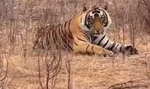 आज टाइगर रिजर्व में घूमने का आखिरी मौका, तीन महीने के लिए रहेगा बंद आज टाइगर रिजर्व में घूमने का आखिरी मौका, तीन महीने के लिए रहेगा बंद