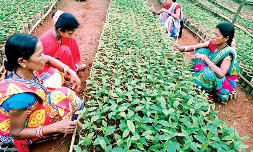 Odisha : नर्सरियों के माध्यम से गरीबों को वित्तीय सुरक्षा Odisha : नर्सरियों के माध्यम से गरीबों को वित्तीय सुरक्षा