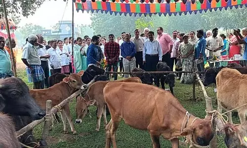 AP: डेयरी की संभावनाओं को बढ़ावा देने के लिए सब्सिडी वाली लिंग-सॉर्टेड वीर्य योजना