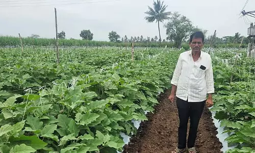 Bagalkot : बैंगन की खेती कर किसान कमा रहा मुनाफा