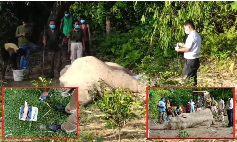 Assam : डिगबोई में 8 वर्षीय जंगली हाथी का शव मिला Assam : डिगबोई में 8 वर्षीय जंगली हाथी का शव मिला