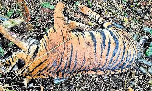 वन विभाग ने कर्मचारियों को वेतन देने में लापरवाही बरती; ग्रामीणों ने विरोध का फायदा उठाया; बाघों को जहर दिया