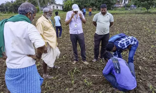 अंकुरित न हुआ मक्का: किसानों का गुस्सा, कंपनी के खिलाफ शिकायत अंकुरित न हुआ मक्का: किसानों का गुस्सा, कंपनी के खिलाफ शिकायत