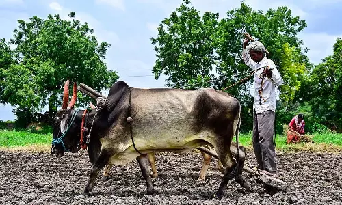 सामान्य से 30 प्रतिशत कम बारिश; बुवाई 21 प्रतिशत कम हुई सामान्य से 30 प्रतिशत कम बारिश; बुवाई 21 प्रतिशत कम हुई
