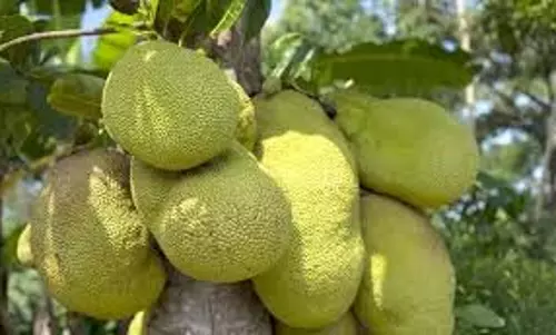Bihar: कटहल खाने से 20 लोग बीमार Bihar: कटहल खाने से 20 लोग बीमार