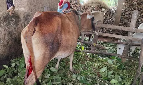 Shivamogga: कथित तौर पर गाय के थन काटने के खिलाफ शिकायत दर्ज